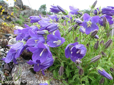 Campanula saxifraga ssp. aucheri, kello